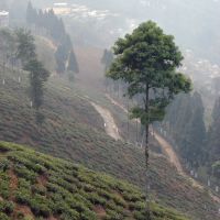 Darjeeling.theTea plantations, Даржилинг