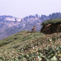 Darjiling Tea Field, Даржилинг