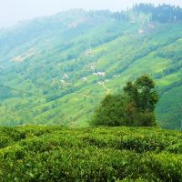 India Darjeeling Tea Garden, Даржилинг