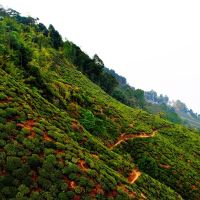 Darjeeling Tea Garden, Darjeeling, West Bengal, India., Даржилинг