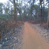 Forest Road Bidhannagar Side (Dibakar), Дургапур