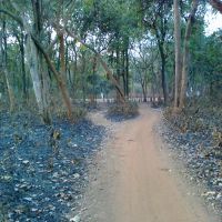 Forest Road ABL Side (Dibakar), Дургапур