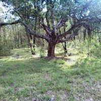 100 year old tree बेळगांव, Белгаум