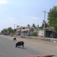 Звычайная справа - свiннi на дарогах у Iндыi (-̮̮̃•̃) Pigs in the street (-̮̮̃•̃) INDIA (-̮̮̃•̃)   KARNATAKA (-̮̮̃•̃)   KOPPAL, Бияпур