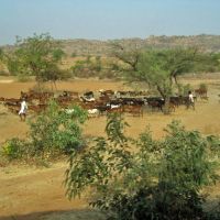 Rinderherde bei Hospet, Бияпур