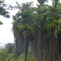 Aracnut trees in a row - Precision separation - Davengere,Karnataka, India, Бияпур