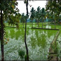 Rice Farm, Бияпур