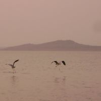 Birds of Vani Vilas Sagar Reservoir, Давангер