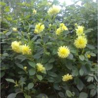 Deliya Flower bushes, Сагар