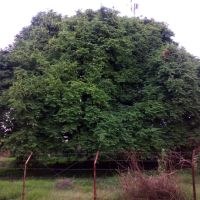 Tamarind Tree, BNPCompound, Tumkur, Тумкур