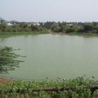 Pond near Kothapet,Vijayanagaram. 7845 143207, Визианагарам