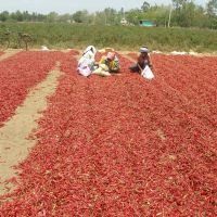chilli processing in open field, Проддатур