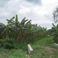 Banana orchards near Tenali, AP, Тенали
