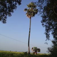 Palm Tree, Тенали