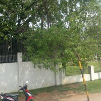 Ambedkar Nagar, Chittoor, Andhra Pradesh 517002, India, Читтур