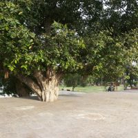 Godhra nehru garden, Годхра