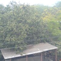 Mango on tree, Навсари