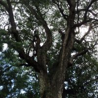 250year old jamun tree yogda ashram ranchi, Ранчи