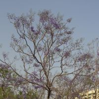 Jacaranda Tree in Ranchi, St Xavier School compound., Ранчи