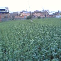 Kashmiri vegetable field in Khanyar, Сринагар