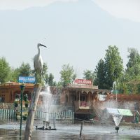 Crane perched on fence at Dal Lake: Srinagar, Kashmir Valley, Jammu and Kashmir, Сринагар
