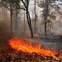 Fire in a dry deciduous forest, Кхандва