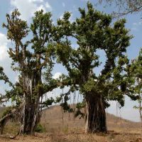 Twin Banayan trees., Кхандва
