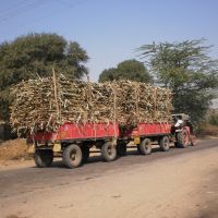 Hauling sugarcane -  two trollies - one tractor,Passing through "sugar Belt" of Maharashtra., Ахмаднагар