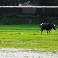 cow play, Колхапур
