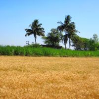 Sugarcane Fields at Pandharpur , Maharashtra, Пандхарпур