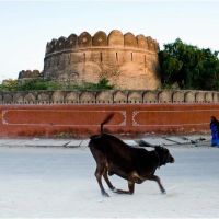 Cow in front of Junagarh fort, Биканер