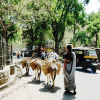 Udaipur. Donkeys to transport goods., Удаипур
