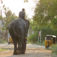 Elephant near NH 7, Диндигул
