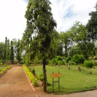 Tree Planted by Ms. Sonia Gandhi, Тируччираппалли