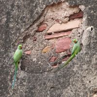 Parrots at Agra, Агра