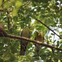 Green-footed Yellow Pigeon, Аллахабад