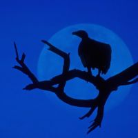 Vulture in the Moon in India, Будаун