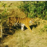 Tiger in Ranthambore Nationalpark, Йханси