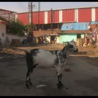 Une chèvre à Moradabad., Морадабад