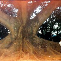 Giant Baniyan Tree, Lal Bagh, Bangluru, Бангалор