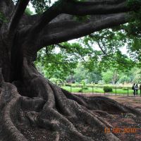 The oldest tree at Lal bagh botanical garden Bangalore, India, Бангалор