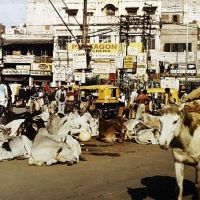 Old Delhi - Humans and cows on the street, Дели