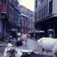 Bertram Street - 1975, Калькутта