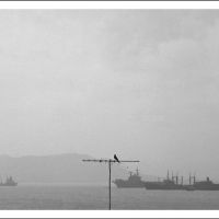 the crow and the ships ©monochromo (weggi.ch), Бомбей