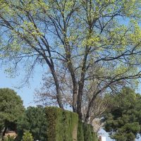 arbre, Сабадель