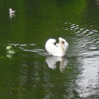 El Cisne  en Castrelos., Виго