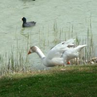 Laguna de Duero - ¡Al agua patos!, Вальядолид