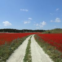 Poppies - Camino entre amapolas, Толедо
