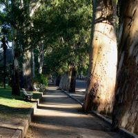Eucalyptus centenarios del Paseo del Bosque, Ла-Плата