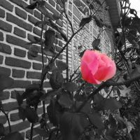 la ultima rosa de mi jardin, Мар-дель-Плата